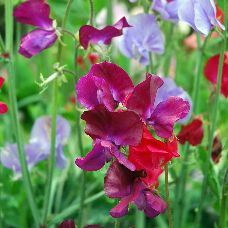 Parfum in de lucht – laat de Welriekende siererwt jouw tuin én de bijen betoveren