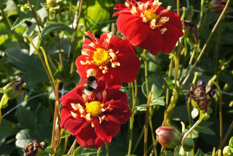 Korte Handleiding: Dahlia Knollen Ontvangen, Aanplanten en Verzorgen