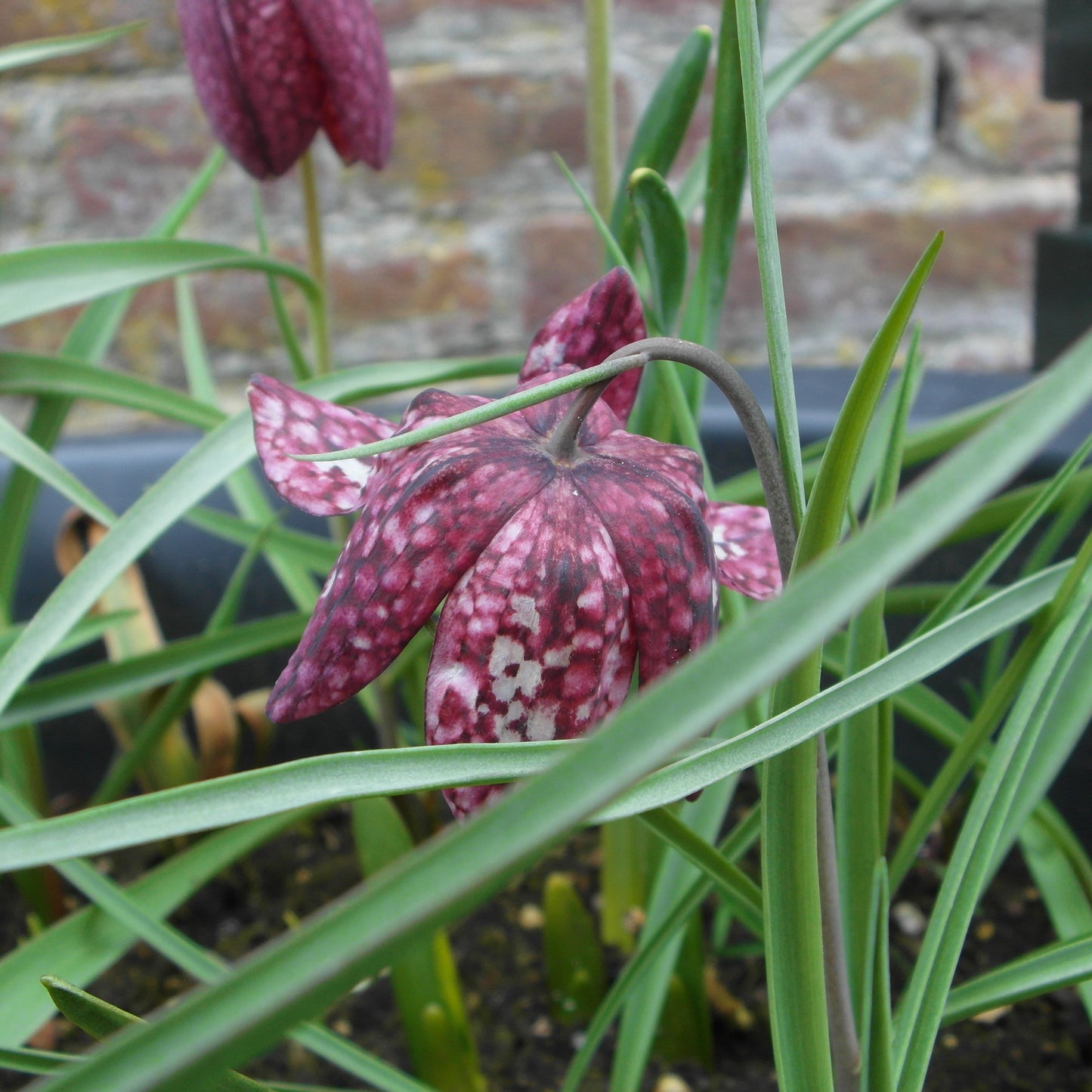 Fritillaria meleagris – kievitsbloem – 10 stuks