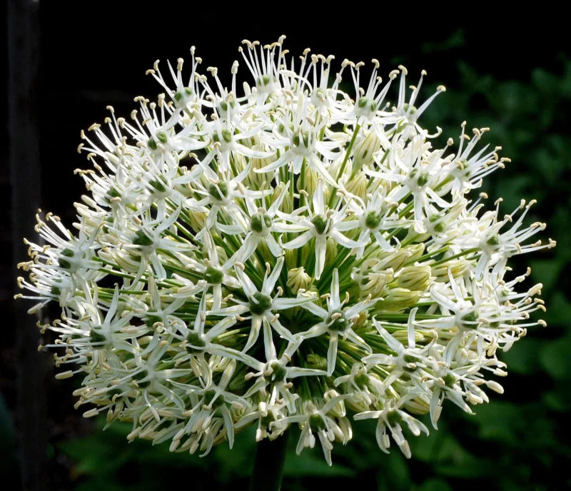 Allium Mount Everest, witte sierui 3 stuks