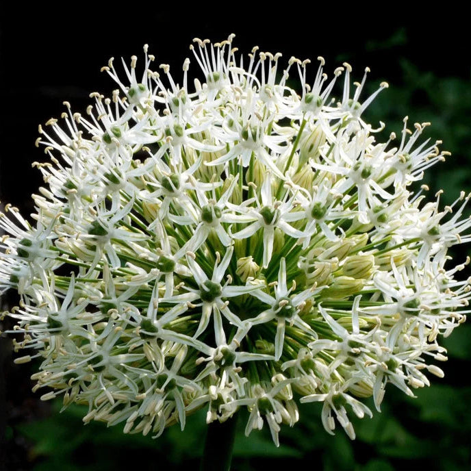 Allium ‘Mount Everest’ – witte sierui – 3 stuks