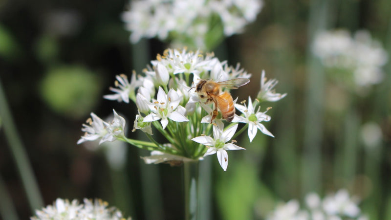 Allium neapolitanum, witte sierui 10 stuks