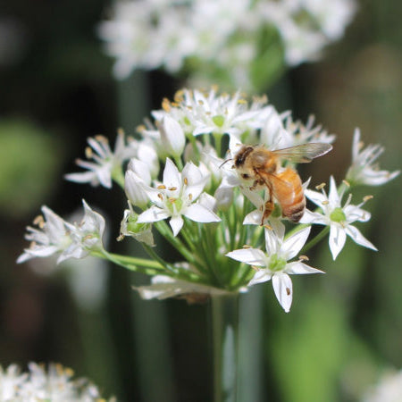 Allium cowanii