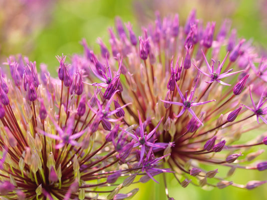 Allium grandiflorum Purple Sensation, grootbloemige sierui: 5 stuks