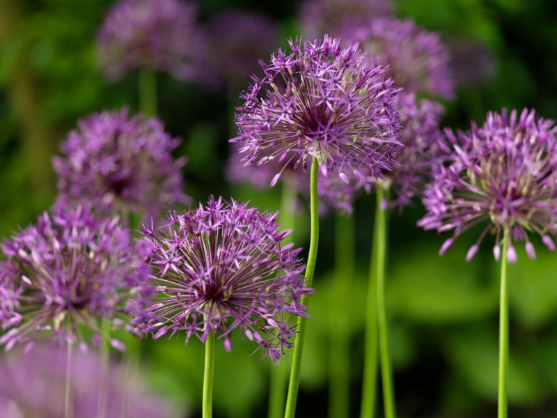 Allium grandiflorum Purple Sensation, grootbloemige sierui: 5 stuks