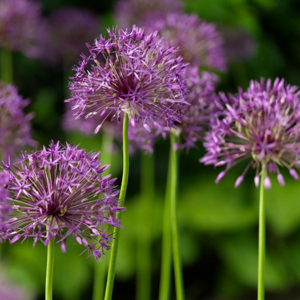 Allium grandiflorum ‘Purple Sensation’ – Grootbloemige sierui – 5 stuks