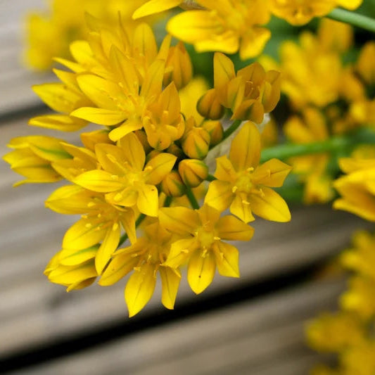Allium moly ‘Jeannine’ – gele sierui – 25 stuks