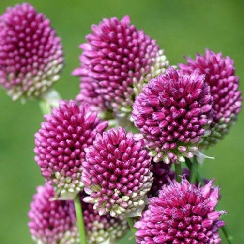 Allium sphaerocephalon – paarse sierui – 25 stuks
