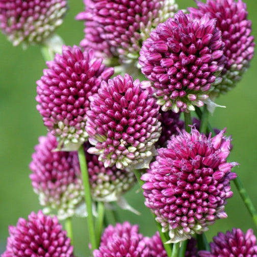 Allium sphaerocephalon – paarse sierui – 10 stuks