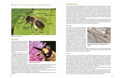 Boek, Basisgids Wilde bijen