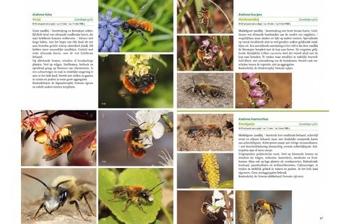 Boek, Basisgids Wilde bijen
