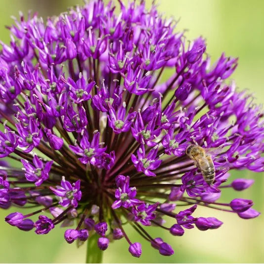 Allium grandifl. Purple sensation"