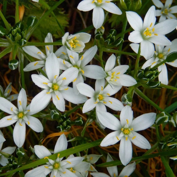 Ornithogalum oligophyllum ‘White Trophy’