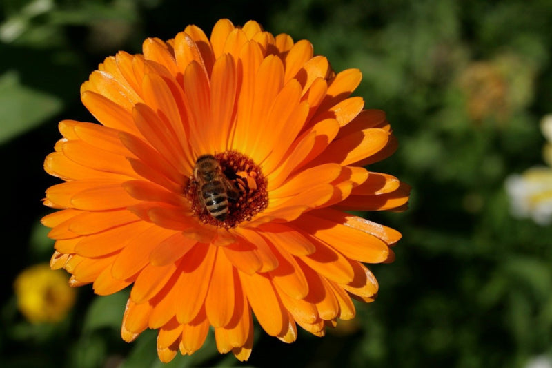 Bloemzaden, Goudsbloem