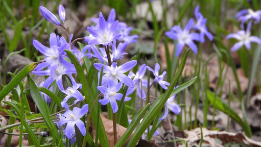 Chionodoxa forbesii 'Blue Giant', sneeuwroem  10 stuks