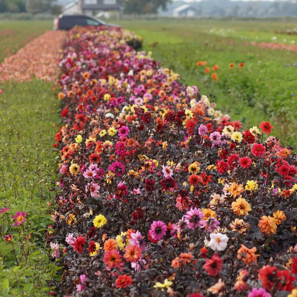 Dahlia Mystery Bijenmix - 3 stuks