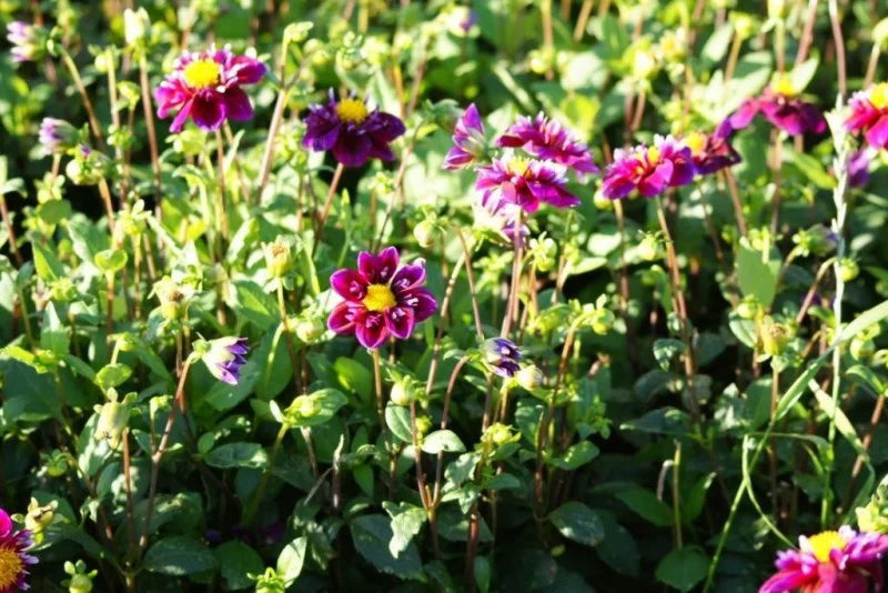 Dahlia 'Fantastico' 3 stuks