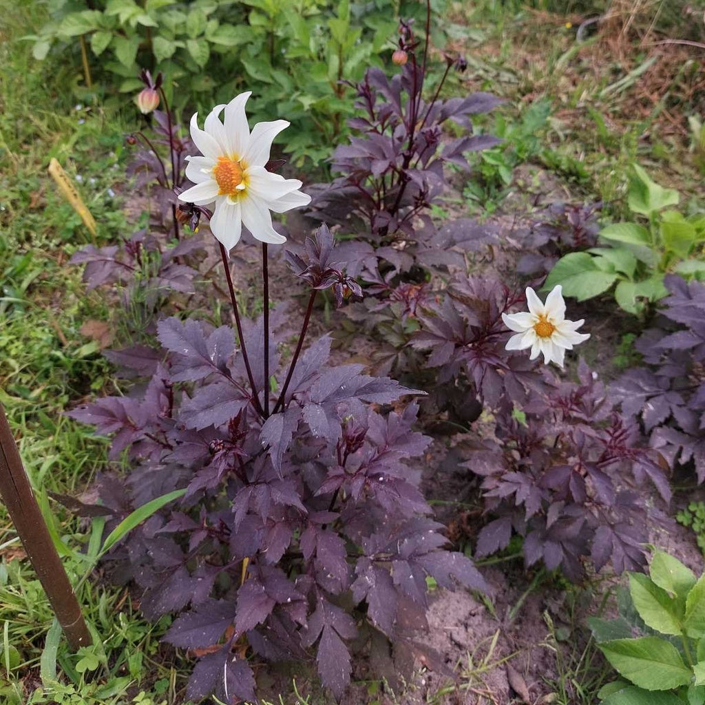 Dahlia 'Little Swan' 3 stuks