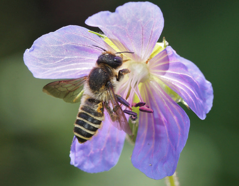 Bloemzaden, Lathyrus odoratus