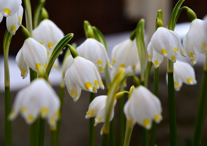 Leucojum Gravitye Giant, Zomerklokje; 5 stuks