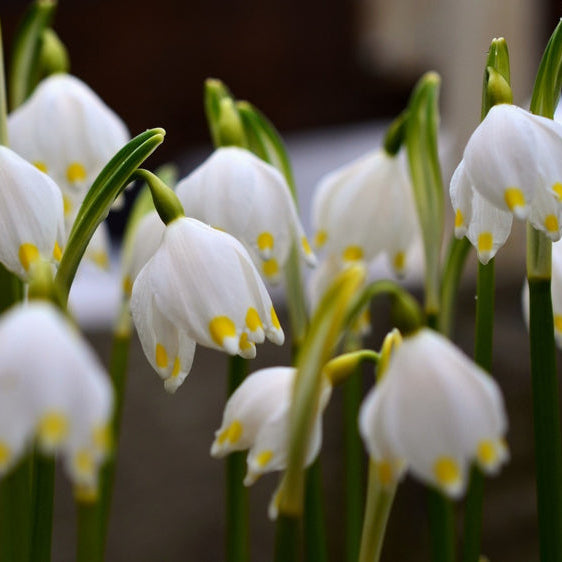 Leucojum aestivum ‘Gravetye Giant’ – zomerklokje – 5 stuks