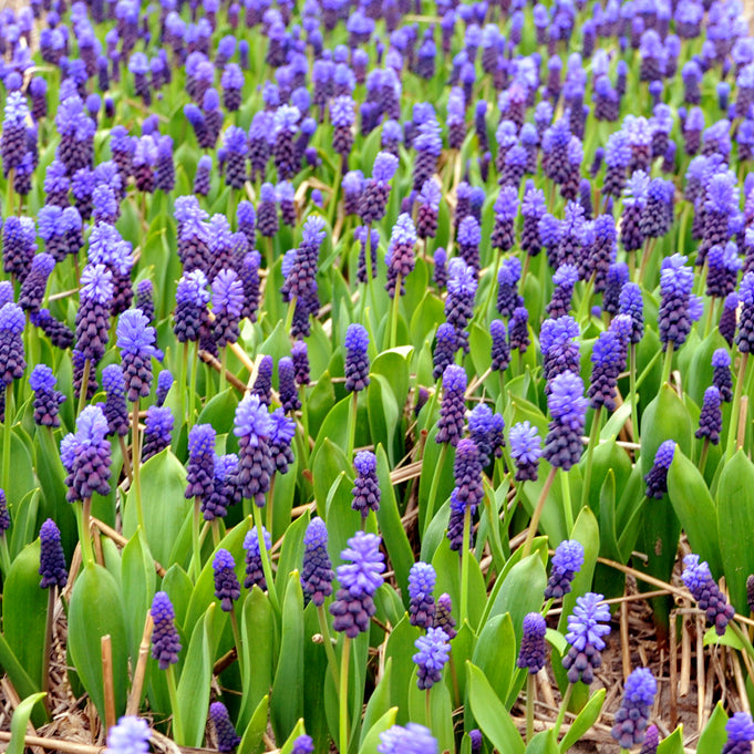 Muscari-Latifolium