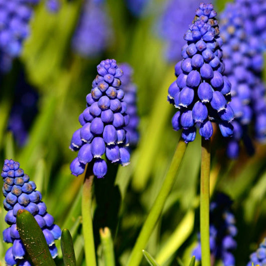 blauw druifje