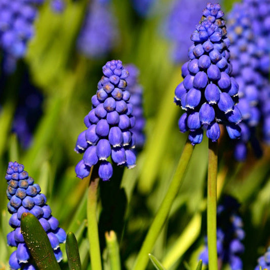 Muscari armeniacum – blauw druifje – 10 stuks