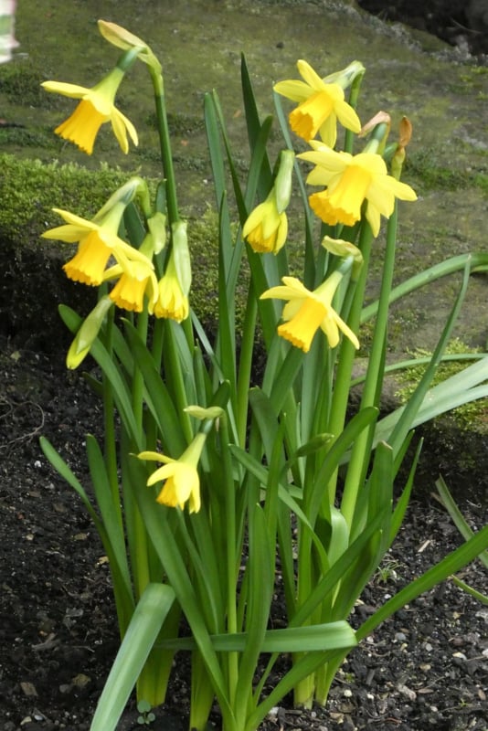 Narcis Tête à Tête 10 stuks