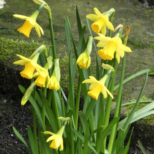 Narcissus ‘Tête-à-Tête’ – gele narcis – 10 stuks