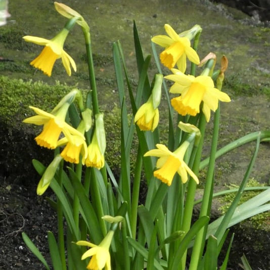 Narcissus ‘Tête-à-Tête’ – gele narcis – 25 stuks