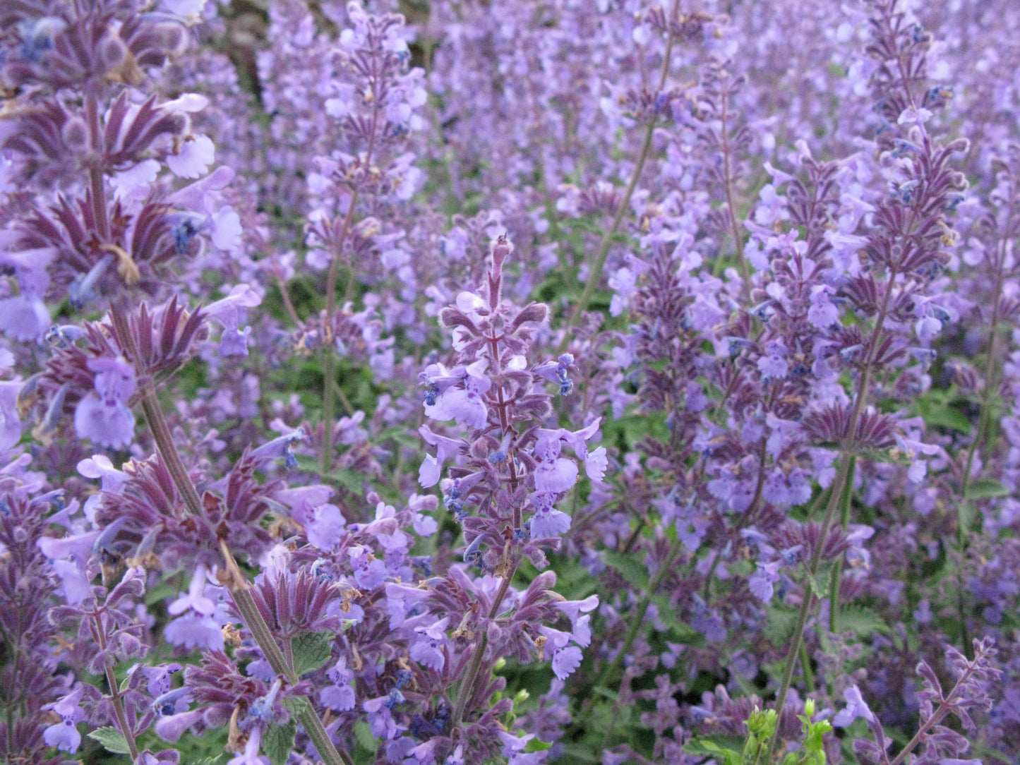 Nepeta ‘Walkers Low’