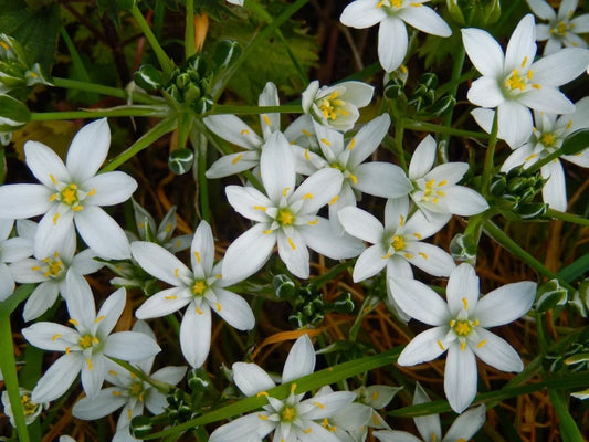 Ornithogalum oligophyllum White Trophy, Breedbladige  vogelmelk  10 stuks
