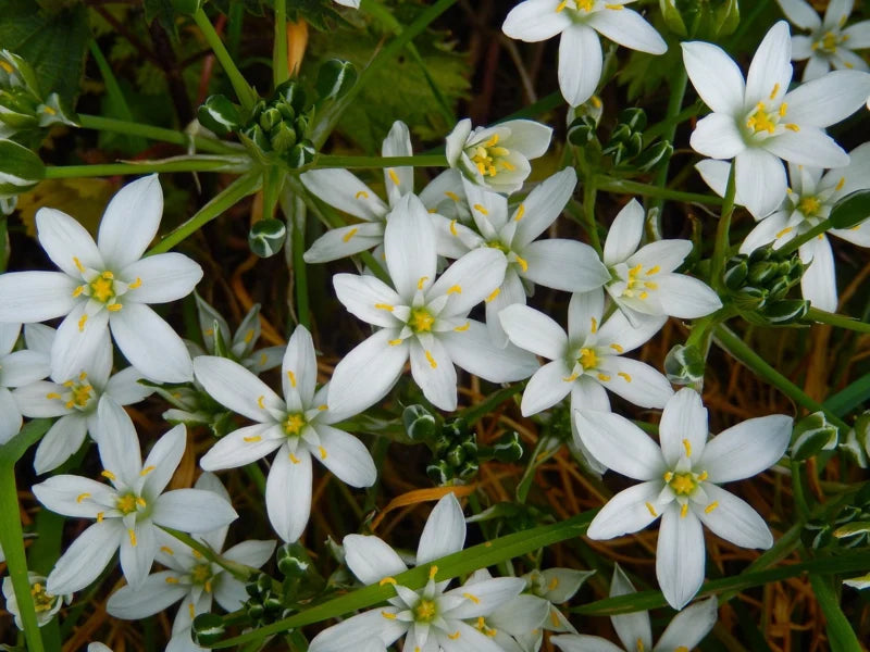 Ornithogalum oligophyllum White Trophy, Breedbladig vogelmelk 25 stuks