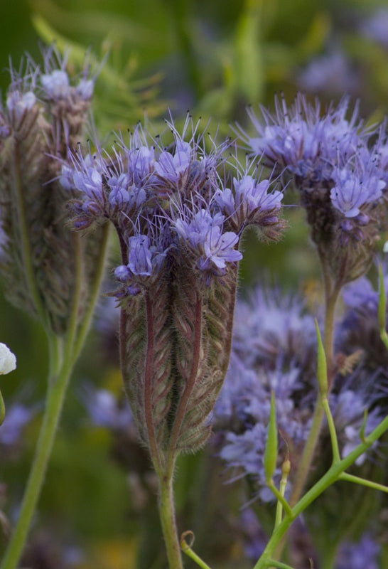 Bloemzaden, Phacelia, 100 g