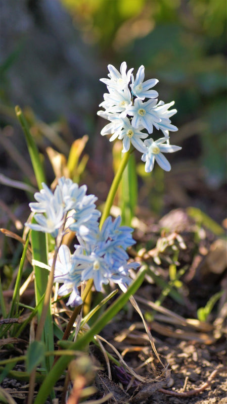 Puschkinia scilloides var libanotica,  buishyacint  10 stuks