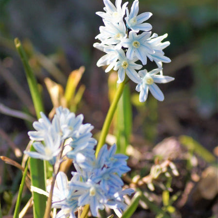 Puschkinia scilloides var. libanotica – buishyacint – 10 stuks