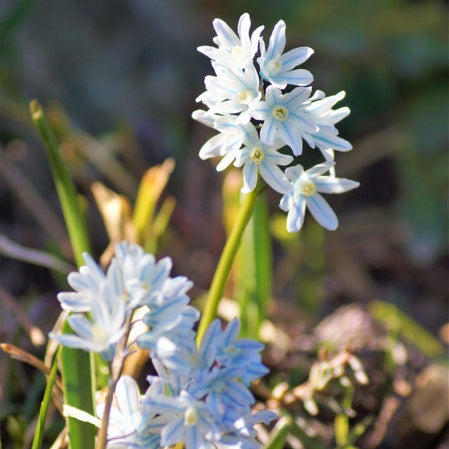 Puschkinia scilloides