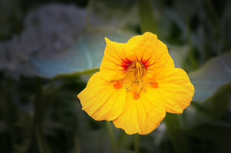 Bloemzaden, Oost-Indische kers rankend