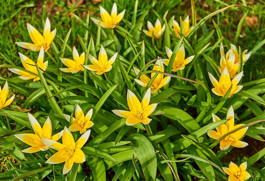 Tulipa tarda, laag wild tulpje 10 stuks