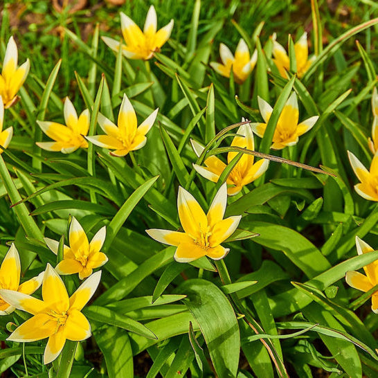 Tulipa tarda – laag wild tulpje – 10 stuks