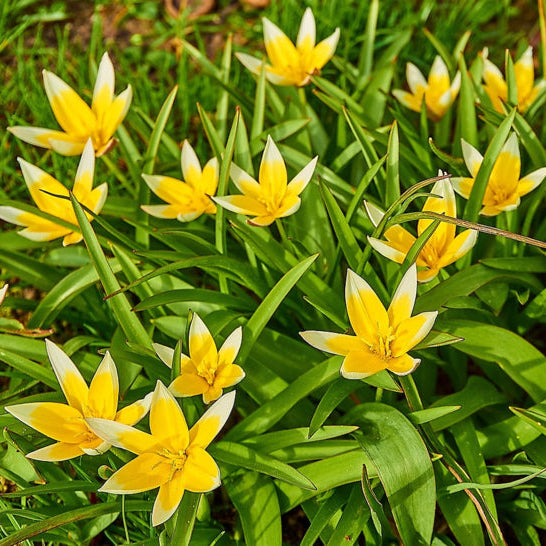 Tulipa tarda