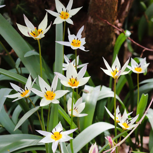 Tulipa turkestanica – laag botanisch tulpje – 25 stuks