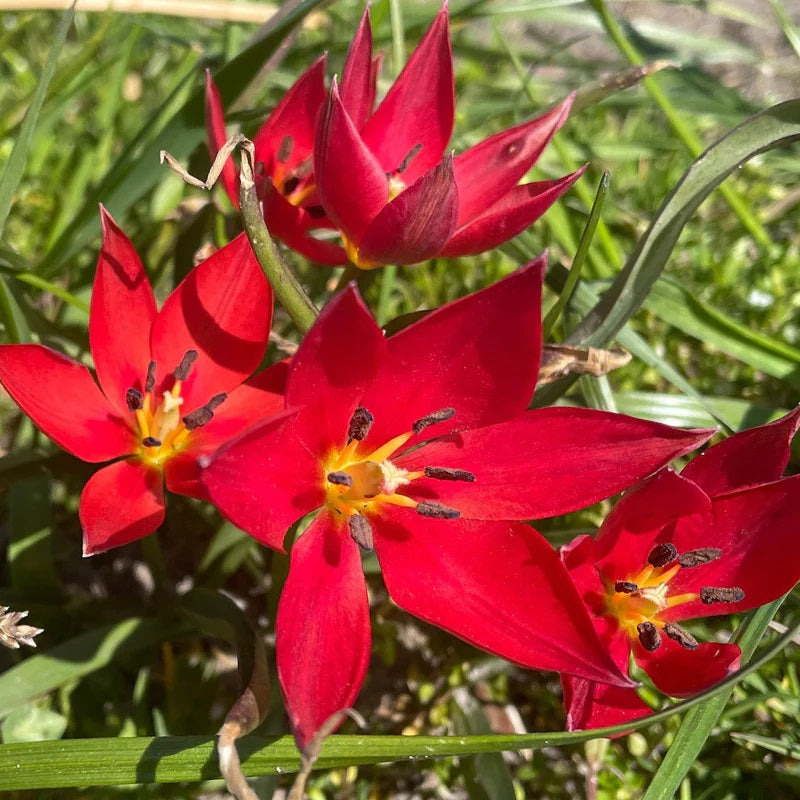 Tulipa Zwanenburg 25 stuks