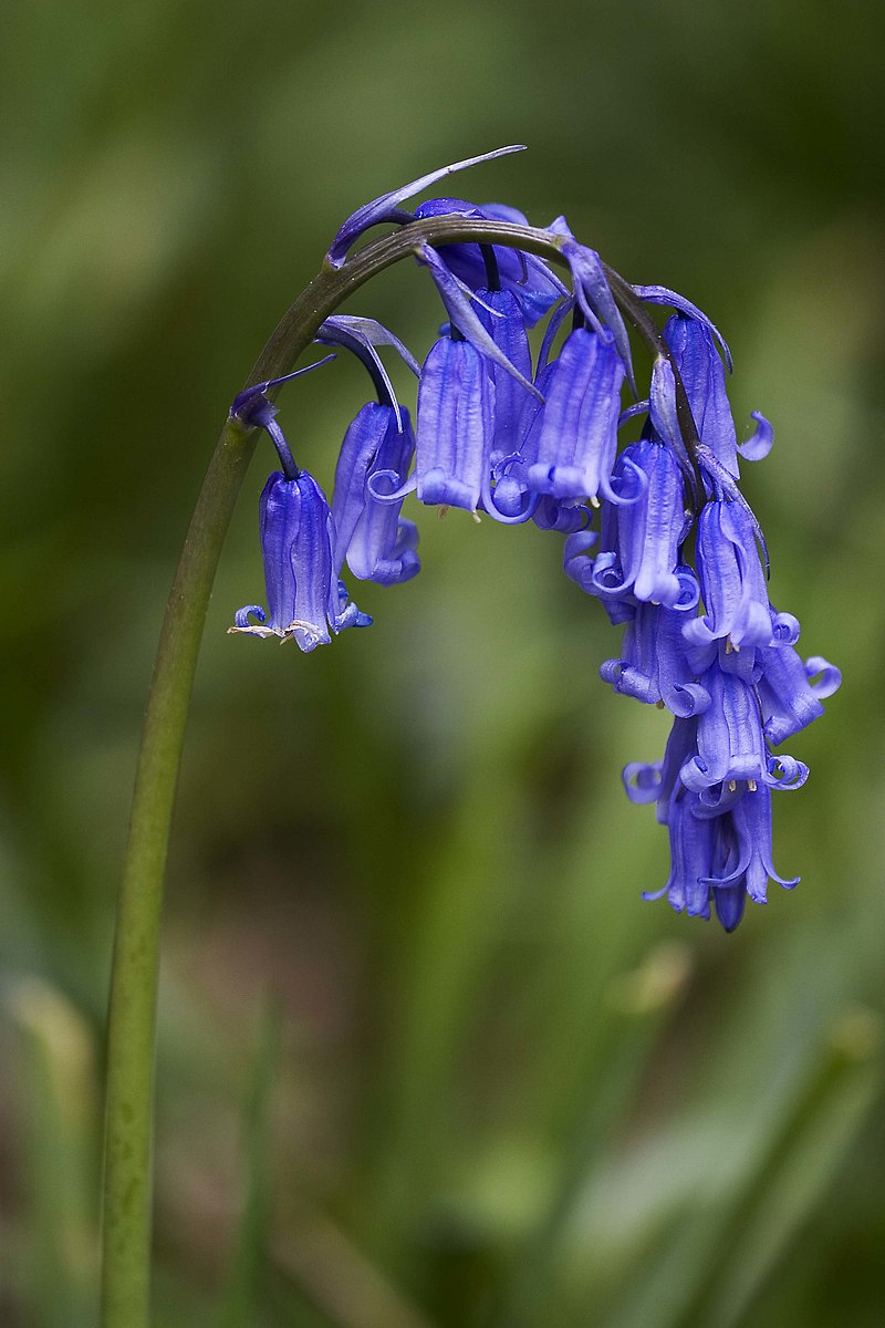 Scilla nutans, boshyacint 10 stuks,