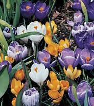 Crocus mix kleuren 25 stuks