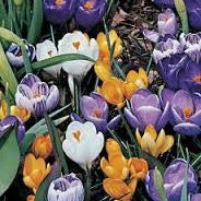 Crocus mix – geel, wit en paars – 10 stuks