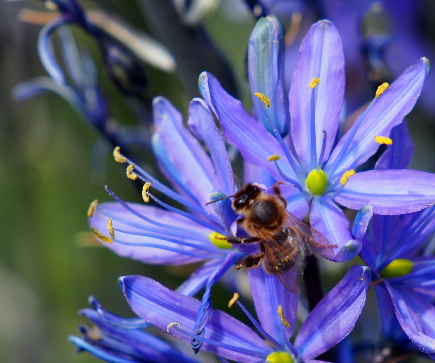 Camassia leichtlinii 'Caerulea' 3 stuks