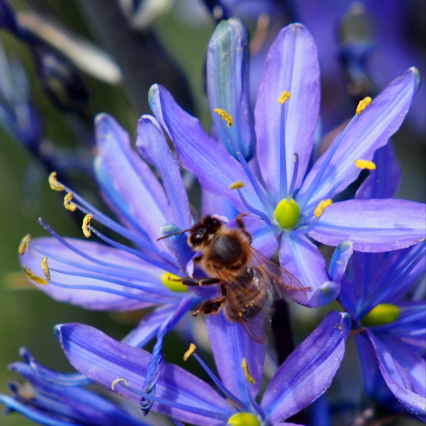 Camassia leichtlinii ‘Caerulea’ – 3 stuks