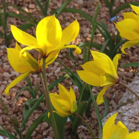 Tulipa sylvestris – bostulp – 25 stuks